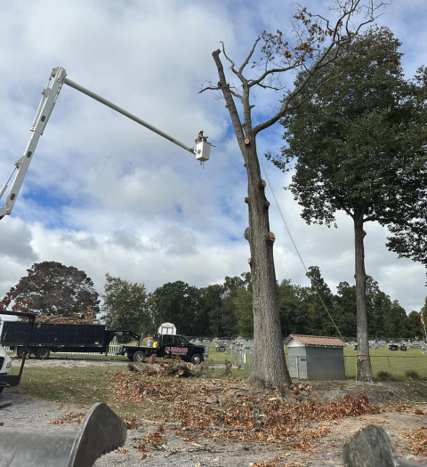 an ongoing tree removal service