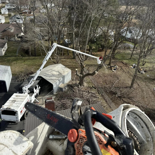 ongoing tree removal service