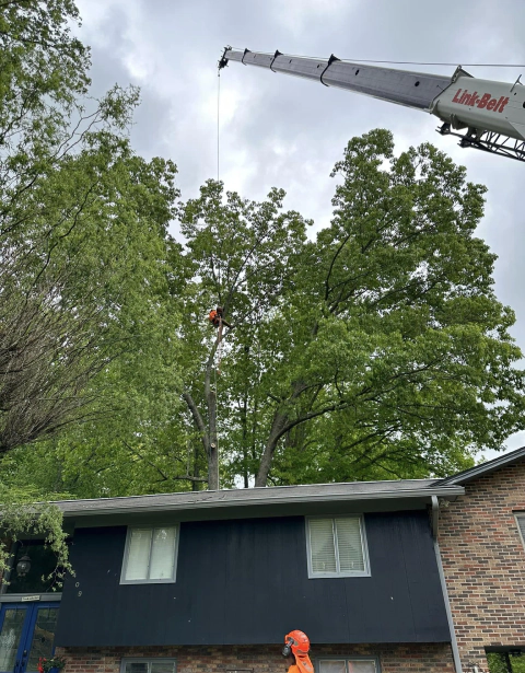 ongoing tree trimming service